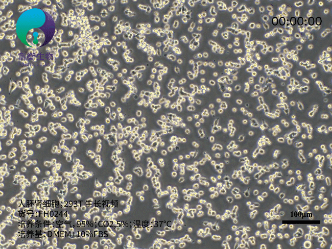 人胚肾细胞；293T.gif