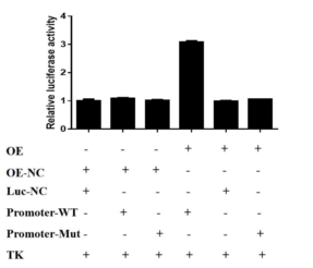 干货 | 双荧光素酶验证转录因子与启动子区调控作用