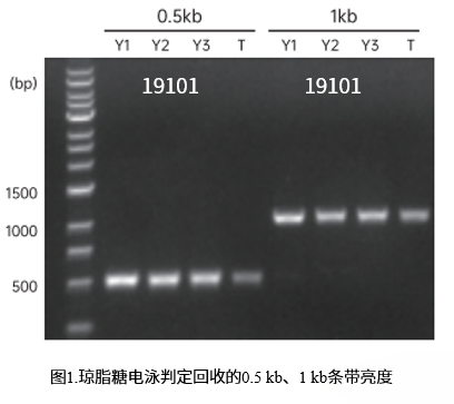 DNA凝胶回收试剂盒(琼脂糖凝胶)|Gel Extracti