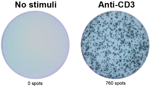 ELISpot Pro:人IFN-γ(HRP)-助力科研加速前行！