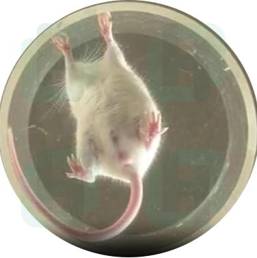 动物爬筒试验检测系统