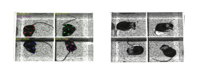 动物精细行为分析软件