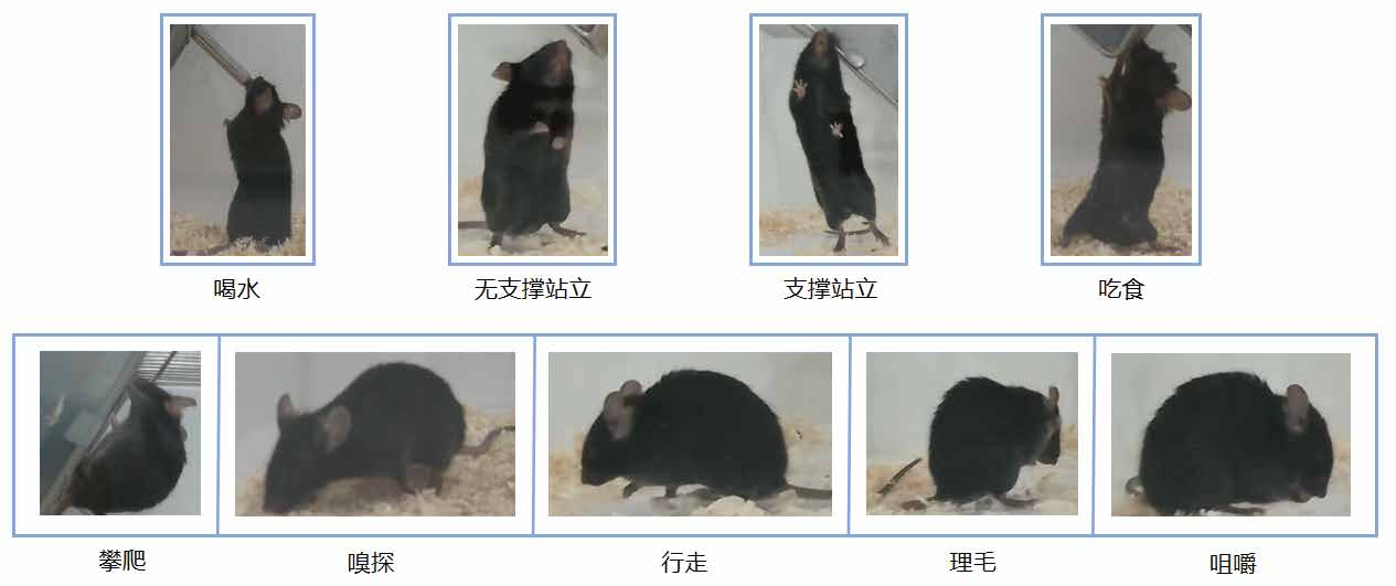 动物精细行为分析软件