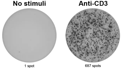 ELISpot Pro:人IFN-γ(ALP)，科研好礼限时抢！