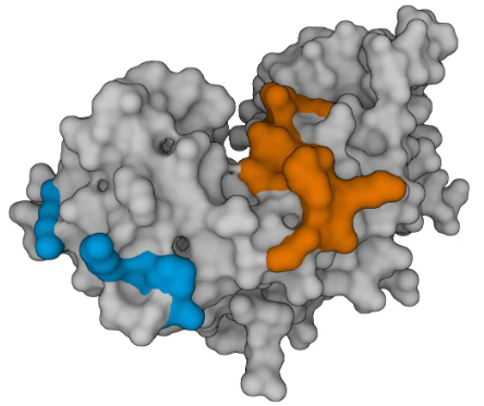 抗人IFN-γ mAb(1-D1K),未标记，超值促销来袭！