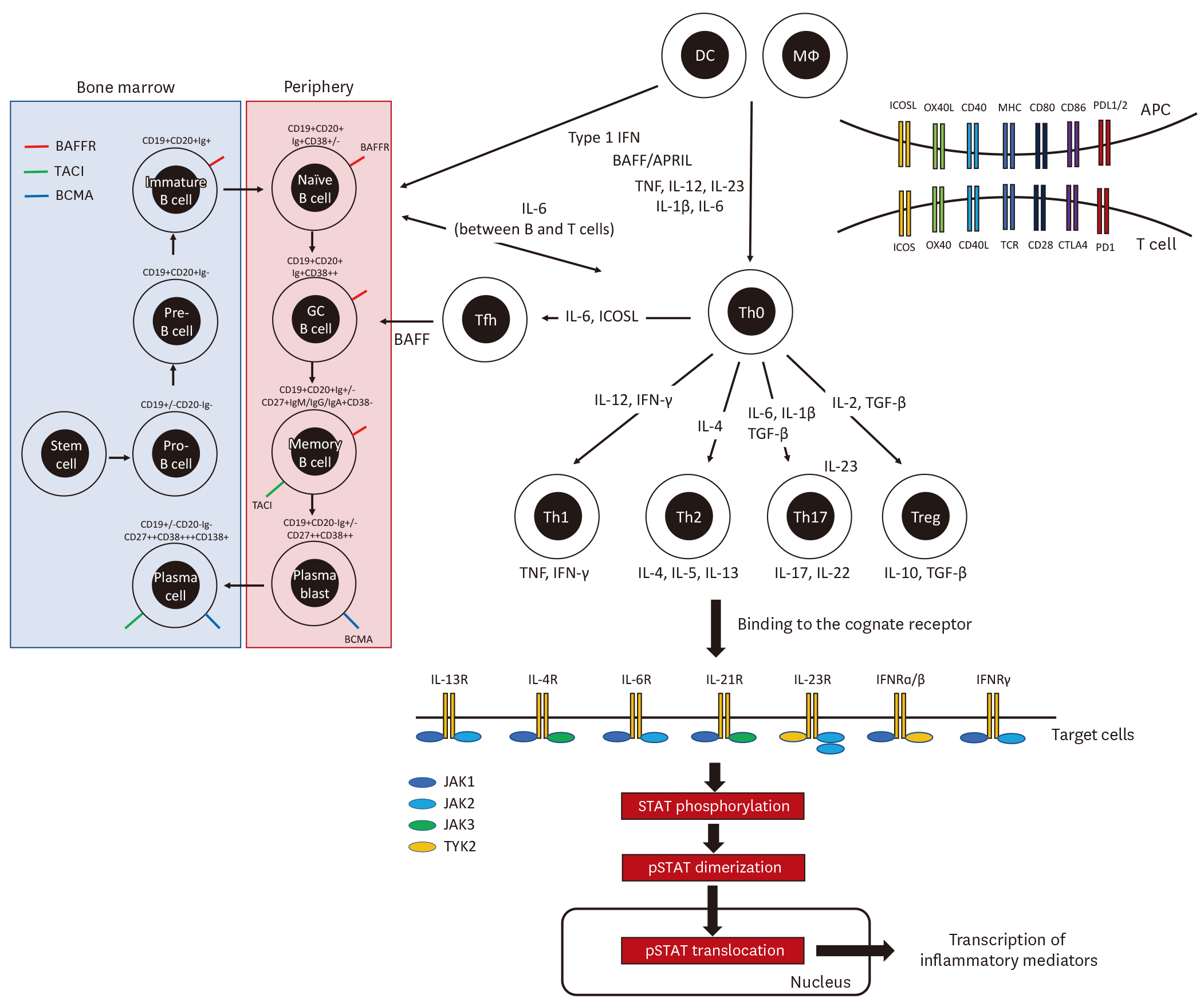 自免疾病研究“宝藏级”解决方案，解码3大类靶点发展趋势