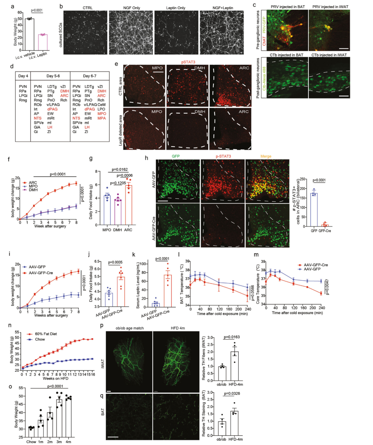《Nature》：脂肪组织三维透明成像揭示肥胖群体脂肪组织中受交感神经支配的关键信号通路