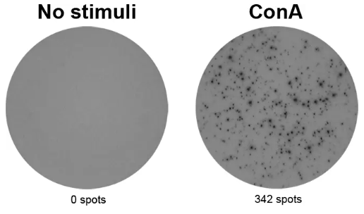 ELISpot Flex:小鼠IFN-γ(ALP)，超值好价等你抢！