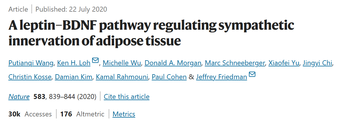 《Nature》：脂肪组织三维透明成像揭示肥胖群体脂肪组织中受交感神经支配的关键信号通路