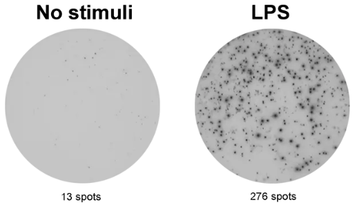 Mabtech-ELISpot Plus:小鼠TNF-α(ALP)促销大放价！
