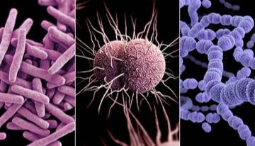 维百奥生物代理Nebulabio重组蛋白全系列产品