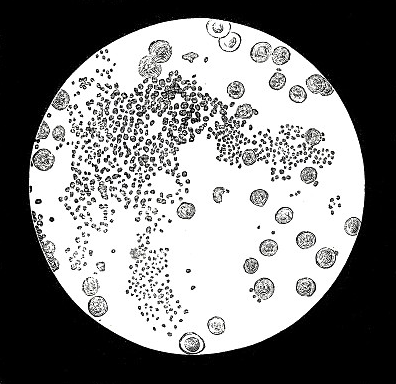 浆细胞样树突状细胞活化取决于不同氨基酸转运蛋白的协调表达