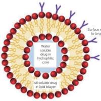 荧光/多肽/蛋白/抗体偶联载药脂质体  特异性抗体偶联脂质体liposome