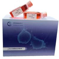 小鼠肺巨噬细胞/SD大鼠神经胶质细胞/猪骨骼肌细胞/免疫荧光鉴定