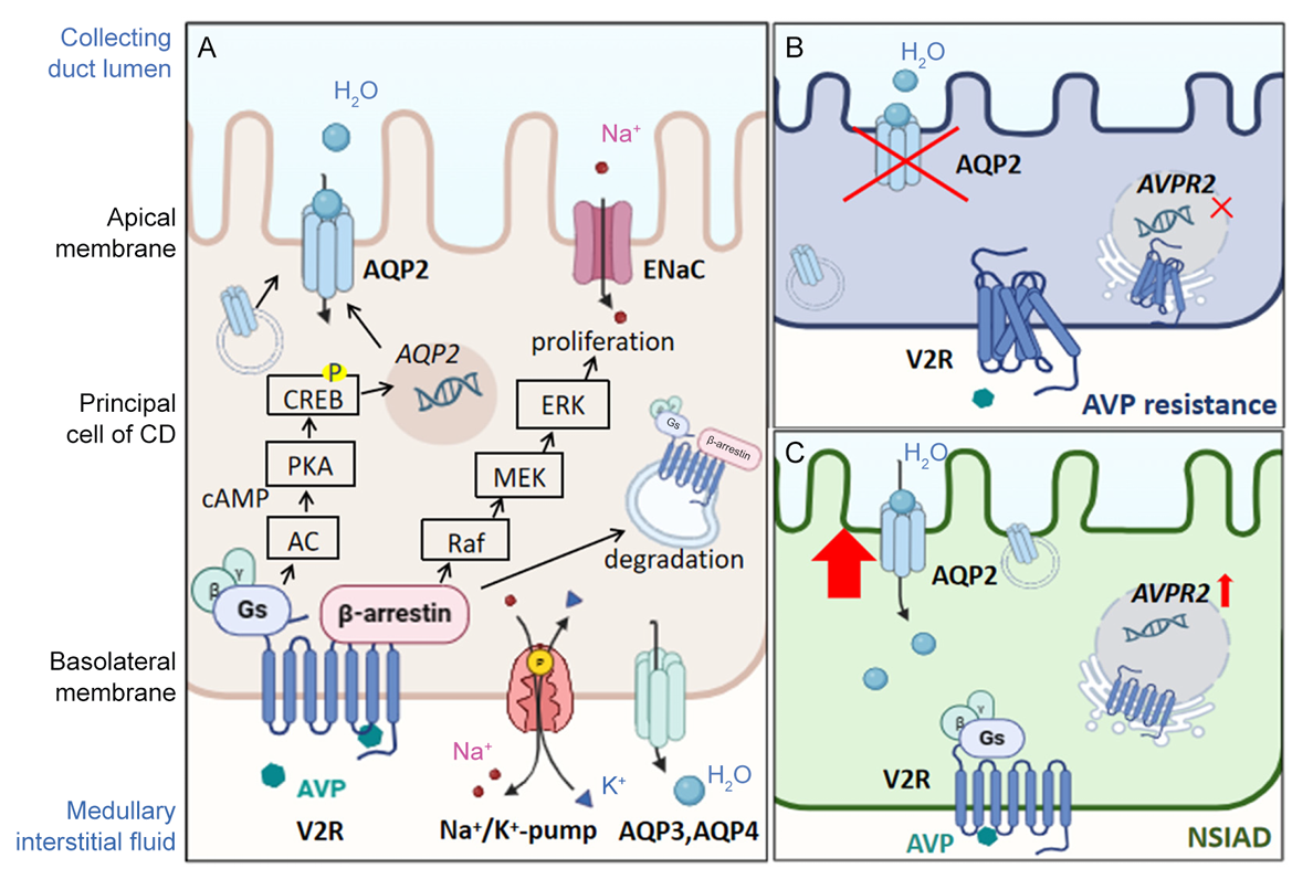 V2R：泌尿系统疾病的关键治疗靶点