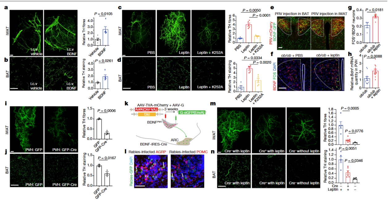《Nature》：脂肪组织三维透明成像揭示肥胖群体脂肪组织中受交感神经支配的关键信号通路