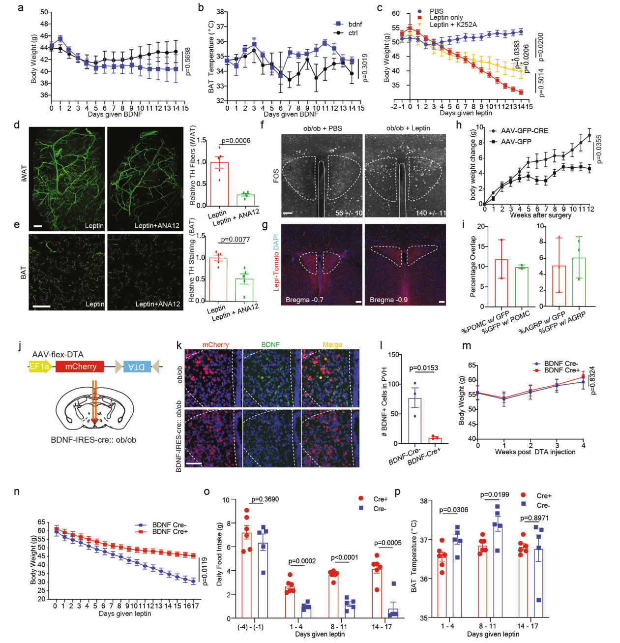 《Nature》：脂肪组织三维透明成像揭示肥胖群体脂肪组织中受交感神经支配的关键信号通路