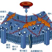 负载白花丹素（Plumbagin）和二氢丹参酮 I的纳米颗粒被红细胞膜包裹