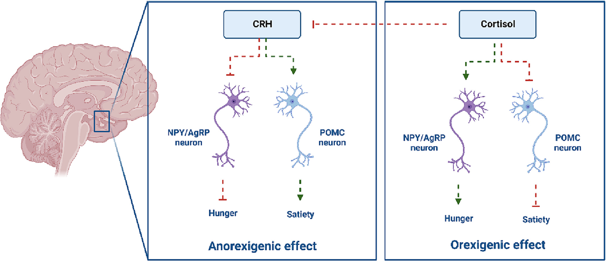 促肾上腺皮质激素释放激素（CRH）与肥胖研究