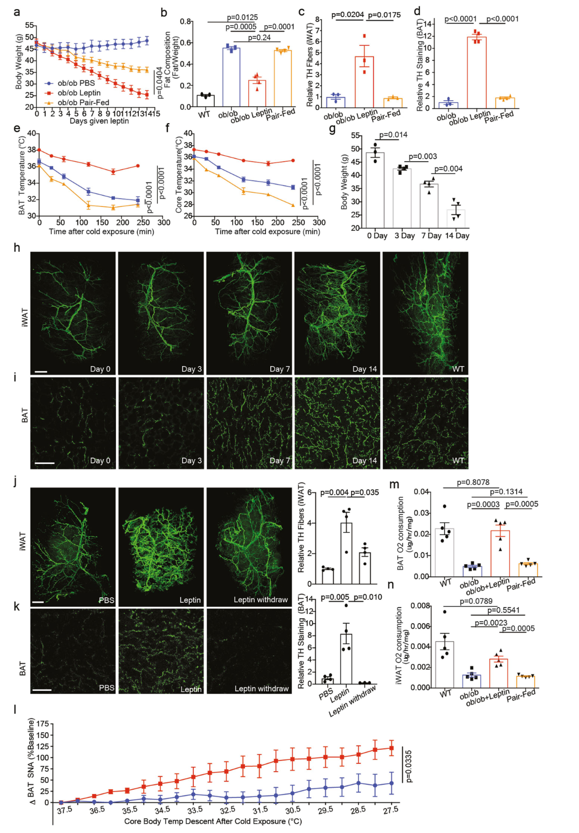 《Nature》：脂肪组织三维透明成像揭示肥胖群体脂肪组织中受交感神经支配的关键信号通路