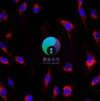 小鼠前列腺上皮细胞