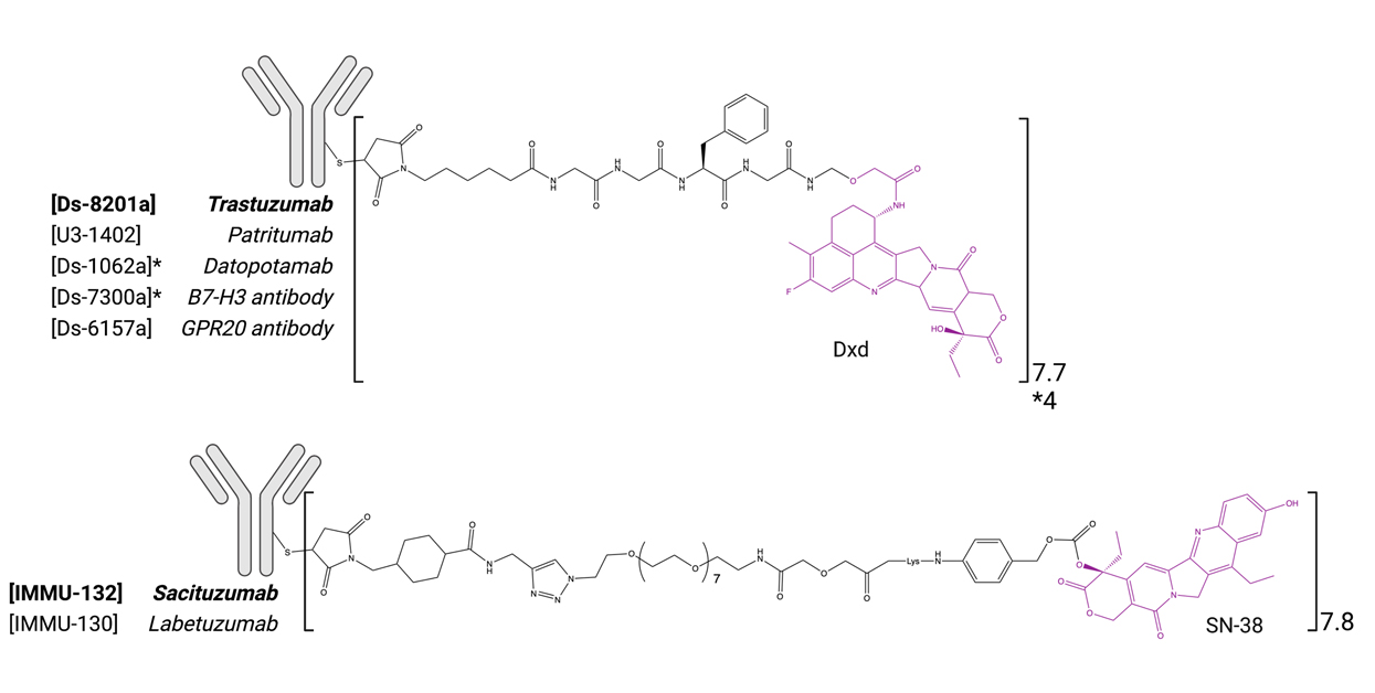 ADC药物PK分析“黄金搭档”：抗DXD抗体如何精准捕捉药物释放动态？
