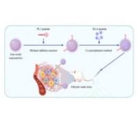 负载小分子促凋亡肽 D-(KLAKLAK)2(KLA)的氧化铁纳米颗粒被短肽PL-1修饰