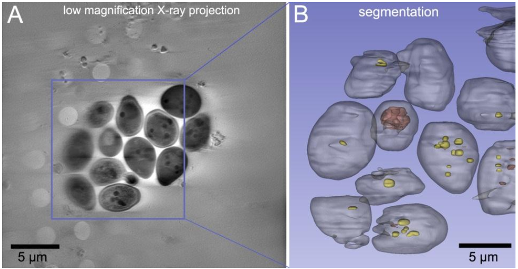 无需同步辐射！实验室软 X 射线技术，实现非标记纳米细胞 3D 成像