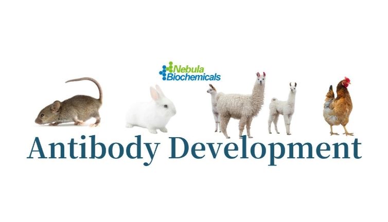 维百奥生物代理Nebulabio品牌全系列抗体产品