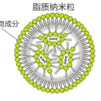 负载阿霉素的脂质体被孢疹病毒衍生肽gH625修饰