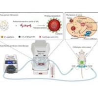 壳聚糖纳米粒子包裹β-Lapachone(β-拉帕醌)和藤黄酸(GA)