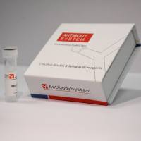 Anti-Medroxyprogesterone/MP Monoclonal Antibody (1A476)