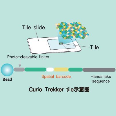 Trekker Single-Cell Spatial Mapping Kit 单细胞空间转录组分析试剂盒