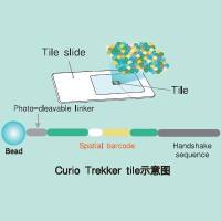 Curio Trekker Single-Cell Spatial Mapping Kit 单细胞空间转录组分析试剂盒