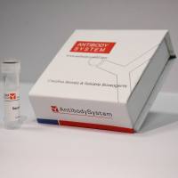 Medroxyprogesterone/MP, BSA conjugated