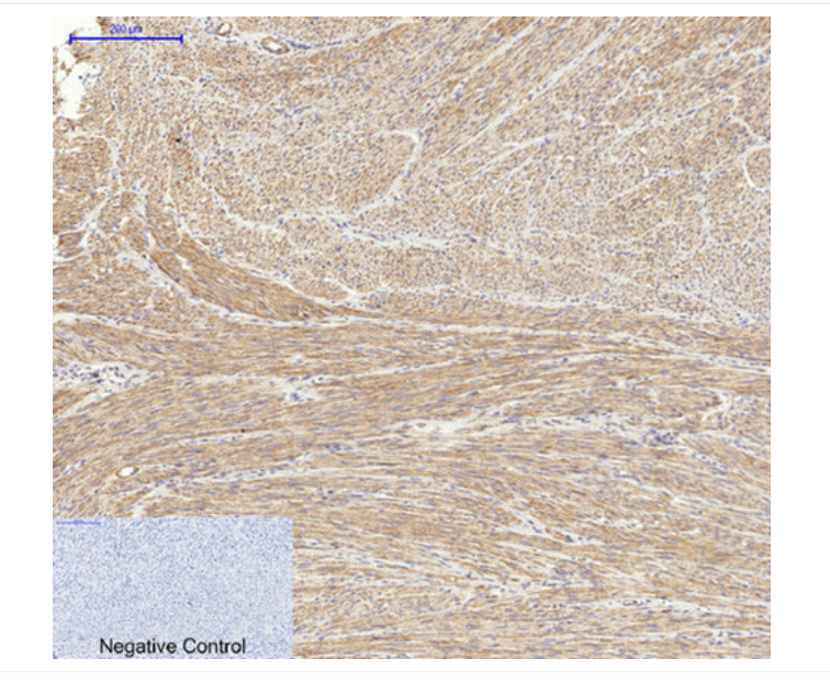 Biodragon货号B0099现货Actin beta R