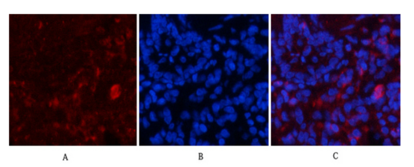 Biodragon货号B0099现货Actin beta R