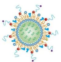 蛋白偶联载药脂质体定制  Drug loading liposome coated with protein  靶向蛋白偶联脂质体/脂质纳米粒