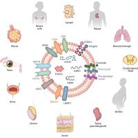 人胰腺癌细胞来源的外泌体包裹二氢卟吩E6(Ce6)