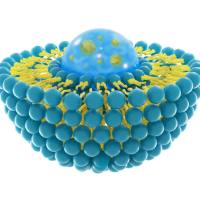 MRI造影脂质体定制  磁共振成像造影  脂质体(lipsome)定制  