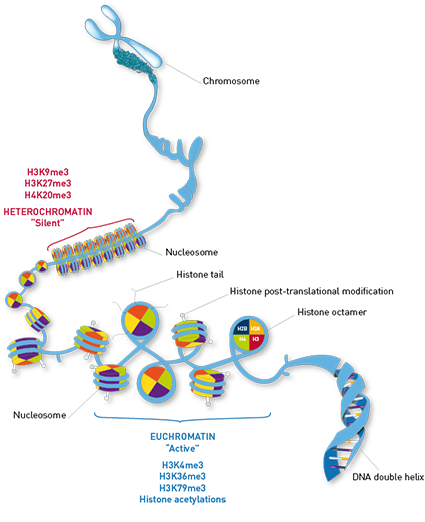 【表观遗传】比利时Diagenode：专业组蛋白抗体，关税无忧的科研保障
