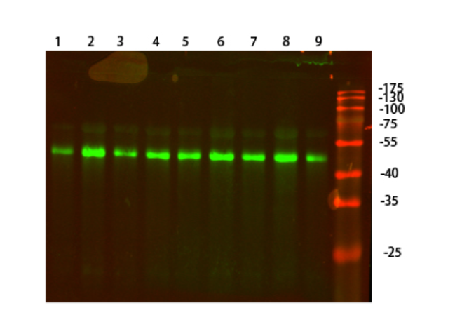 Biodragon货号B0099现货Actin beta R