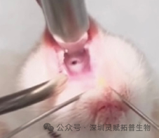 小鼠肺纤维模型