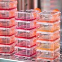 HUVEC细胞专用培养基