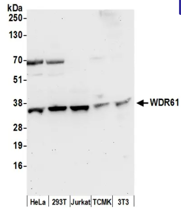 Bethyl Laboratories-兔抗WDR61抗体, 亲和纯化，科研成本大降