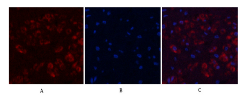 Biodragon货号B0099现货Actin beta R