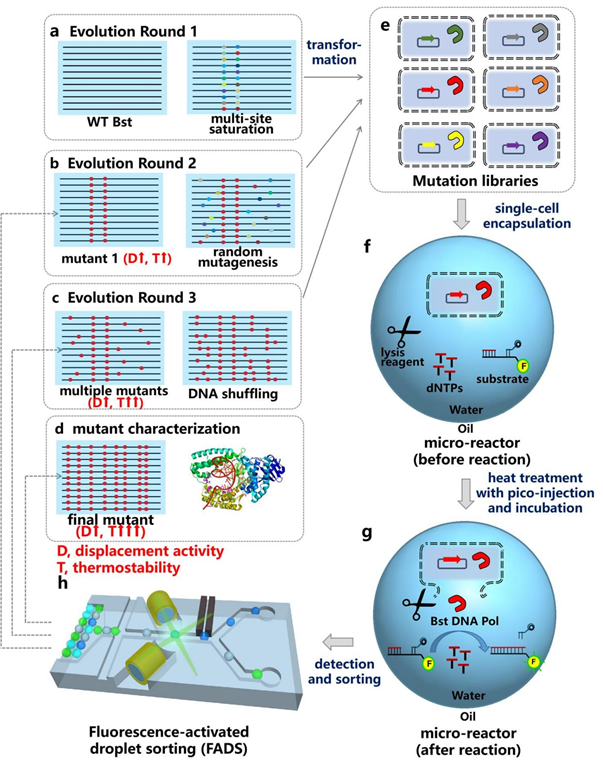重磅成果!ACS Catalysis:翌圣镁孚泰生物联合中国科学院苏州生物医学工程技术研究所实现LAMP核心酶分子进化新突破