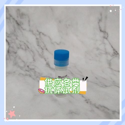 Anti-CHD5021 Monoclonal Antibody