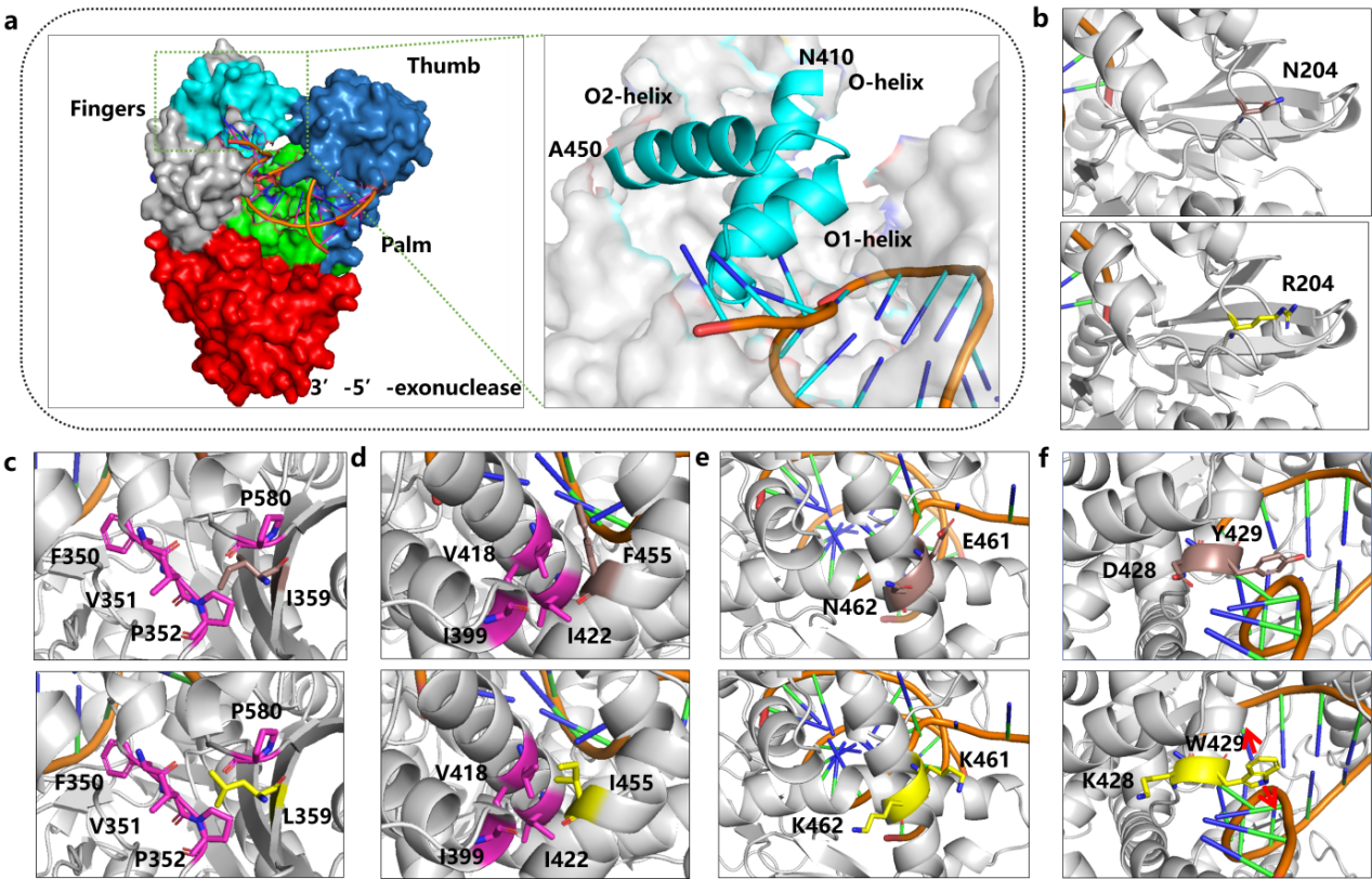 重磅成果!ACS Catalysis:翌圣镁孚泰生物联合中国科学院苏州生物医学工程技术研究所实现LAMP核心酶分子进化新突破
