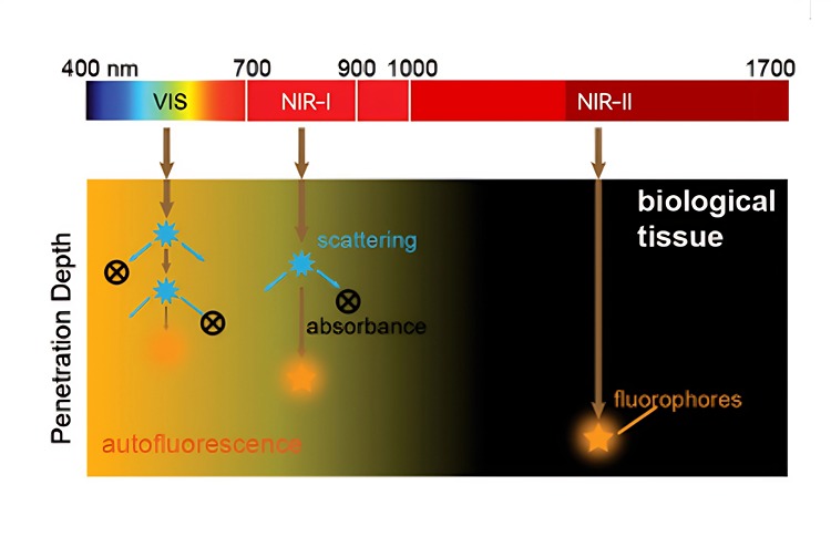 新品发布 | 勤翔IVScope 8000M全光谱小动物活体成像系统
